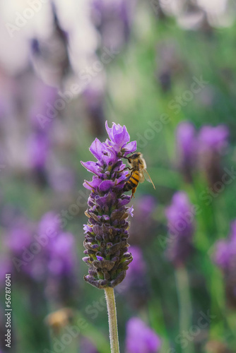 fotografia de una abeja posada en la flor de una lavanda con el fondo desenfocado de un jardin de lavandas 