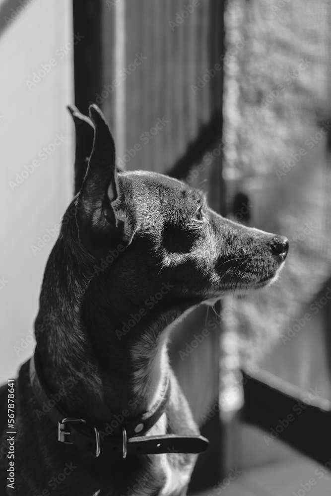 fotografia de un perro chichuahua con ojos expresivos en blanco y negro  - obrazy, fototapety, plakaty 