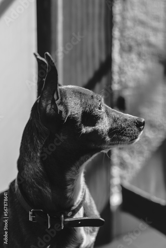 fotografia de un perro chichuahua con ojos expresivos en blanco y negro 