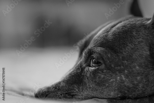 fotografia de un perro chichuahua con ojos expresivos en blanco y negro 