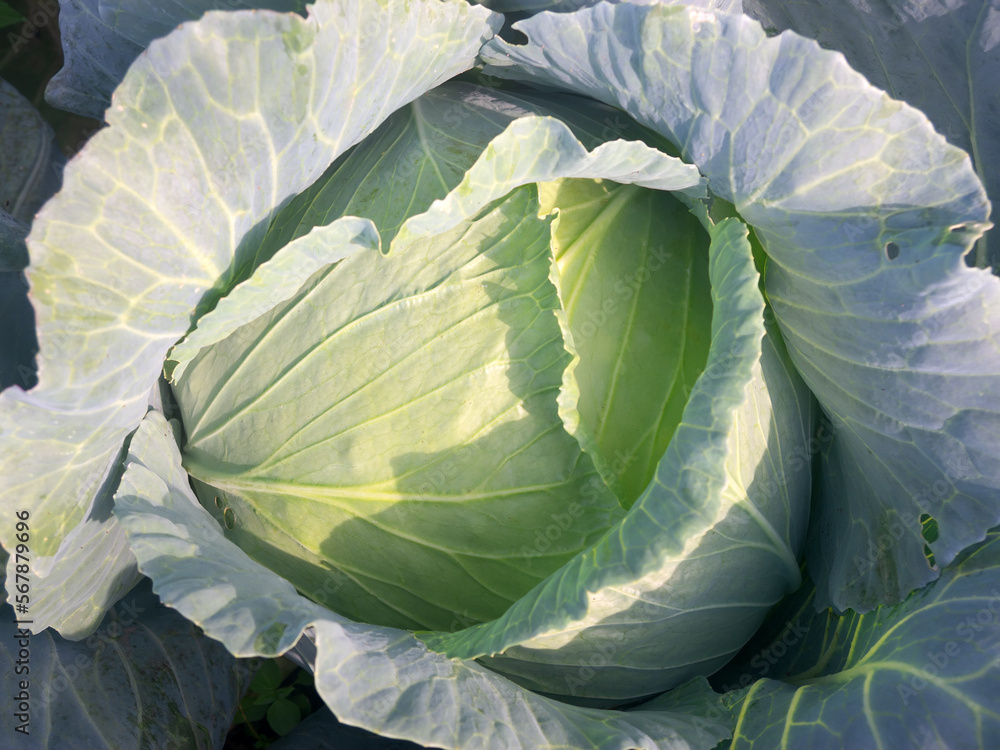 Obraz premium Cabbage leaves close-up.