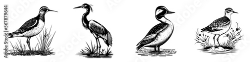 Wetland bird illustrations