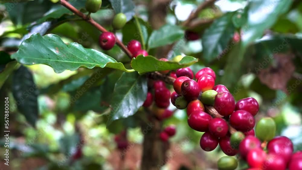 planta de café planta de café