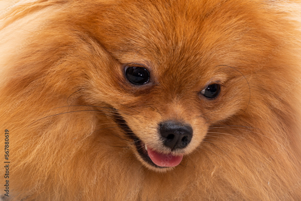 Puppy pomeranian dog, age 9 months, cute pets at home, close-up portrait