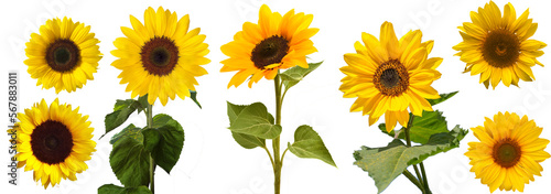 sunflower element PNG format is easy to use