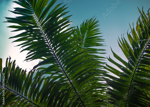 palm tree branches and blue sky