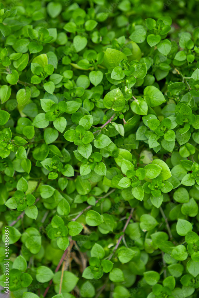 Green plants Green plants