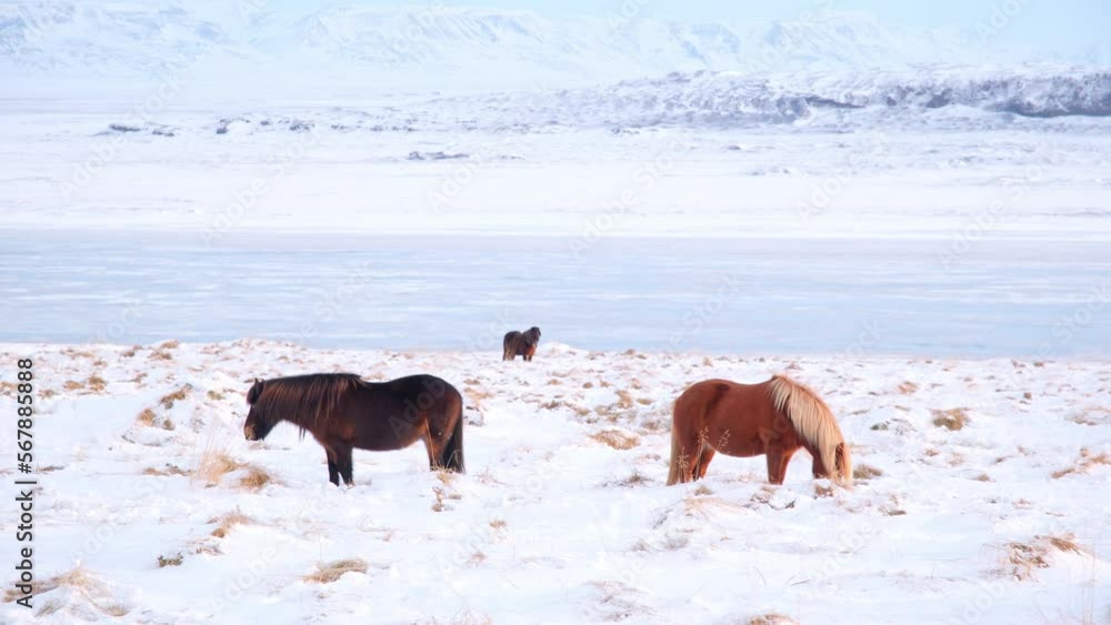Icelandic Horses In Winter, Rural Animals in Snow Covered Meadow, Iceland. Shot in 8k Resolution. Icelandic Horses In Winter, Rural Animals in Snow Covered Meadow, Iceland. Shot in 8k Resolution.