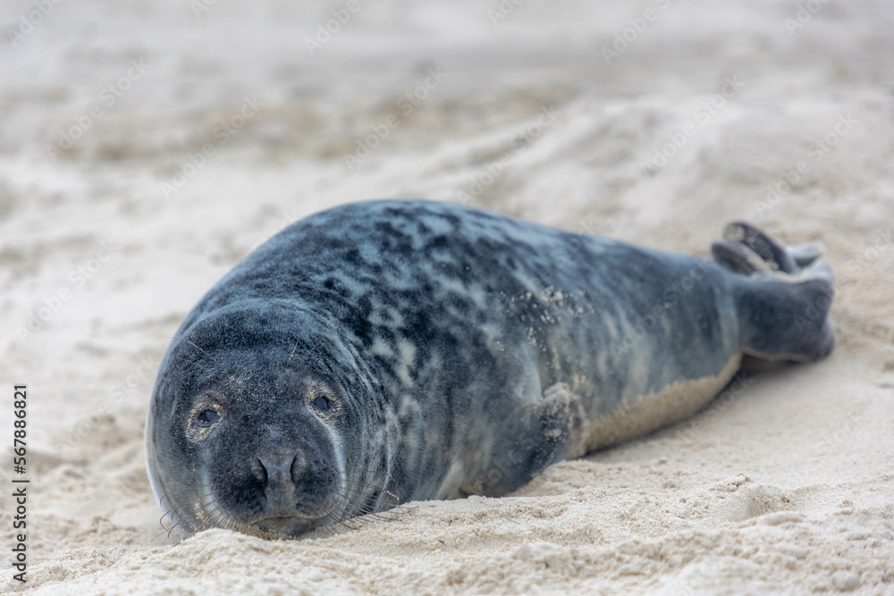 Young seal in its natural habitat laying on the beach and dune in Dutch