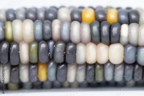 Rainbow corns are recognized for their health benefits all around the world. 