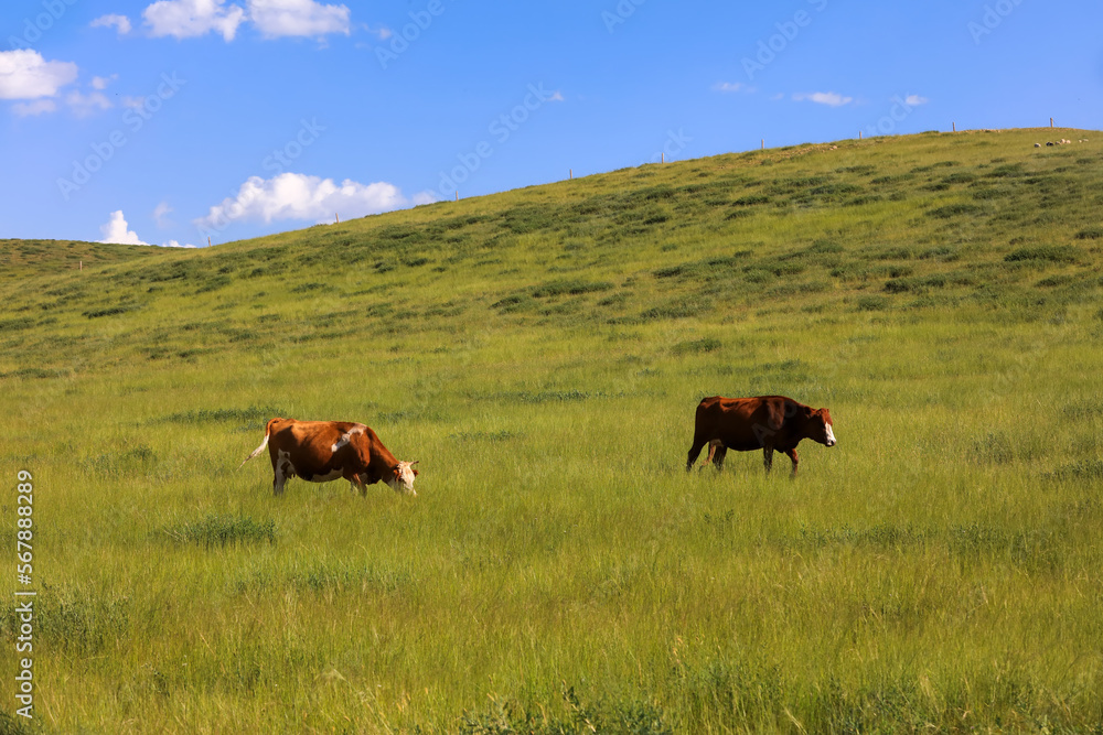 A herd of cattle on the prairie A herd of cattle on the prairie