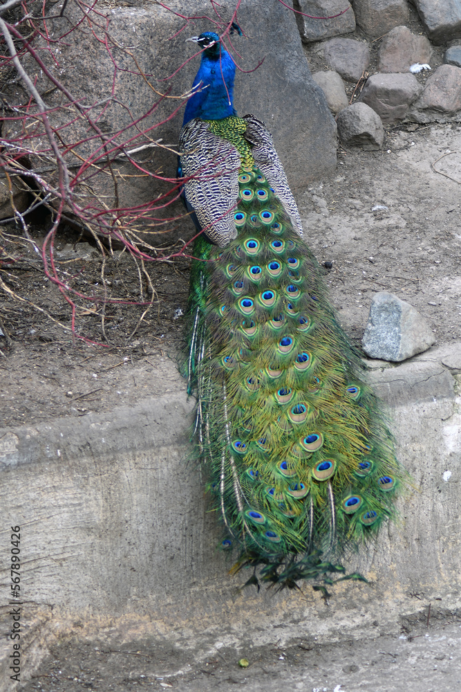 Peacock with feathers out