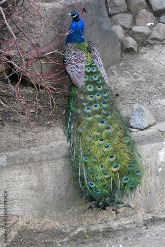 Obraz na płótnie Peacock with feathers out w salonie