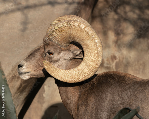 Retrato del Perfil de borrego cimarrón, carnero cimarrón, Carnero de las rocosas, Ram.  photo