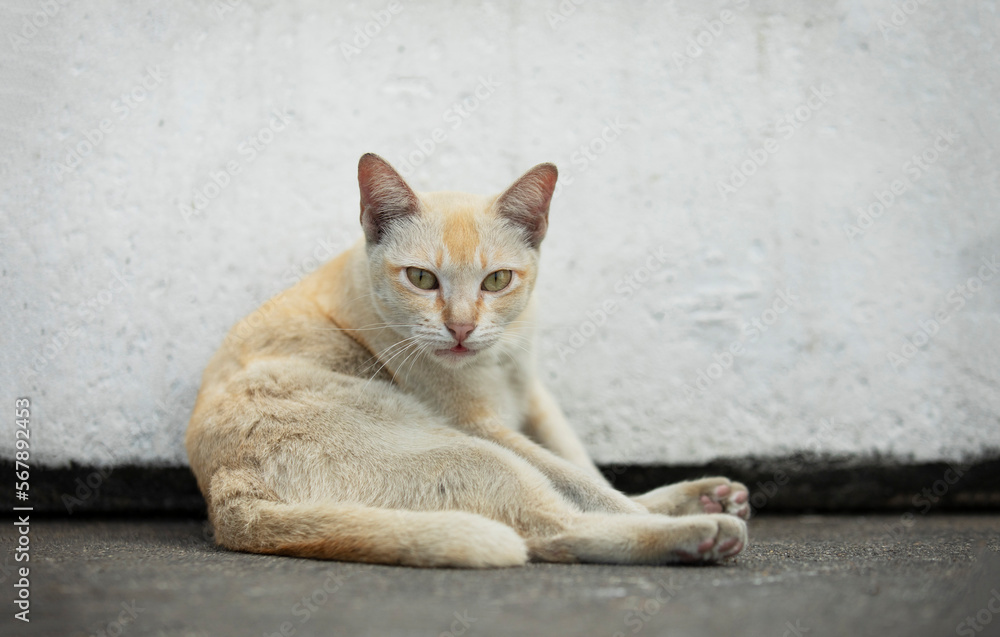 Domestic cat lying on cementfloor lean white wall.