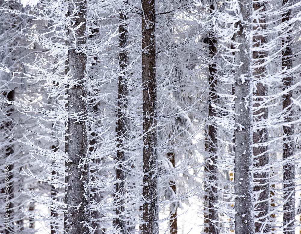 Obraz premium snow covered trees