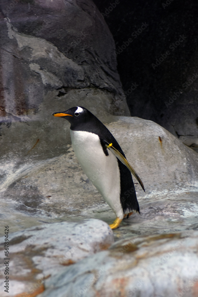 Penguin on the rocks