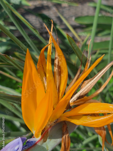 An orange Bird of Paradise flower in a garden on a summer day.