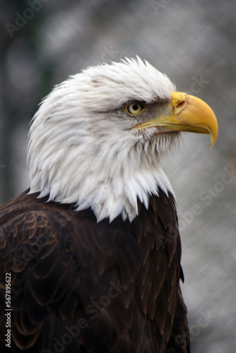 Obraz na płótnie American bald eagle w salonie