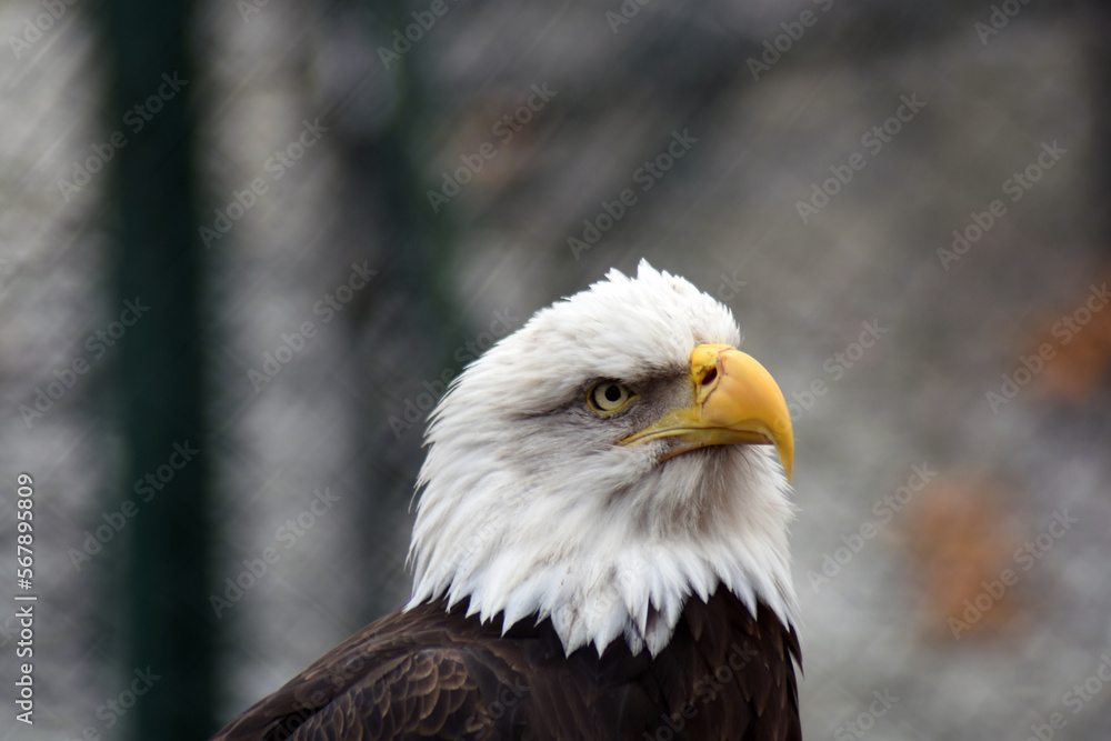 american bald eagle american bald eagle