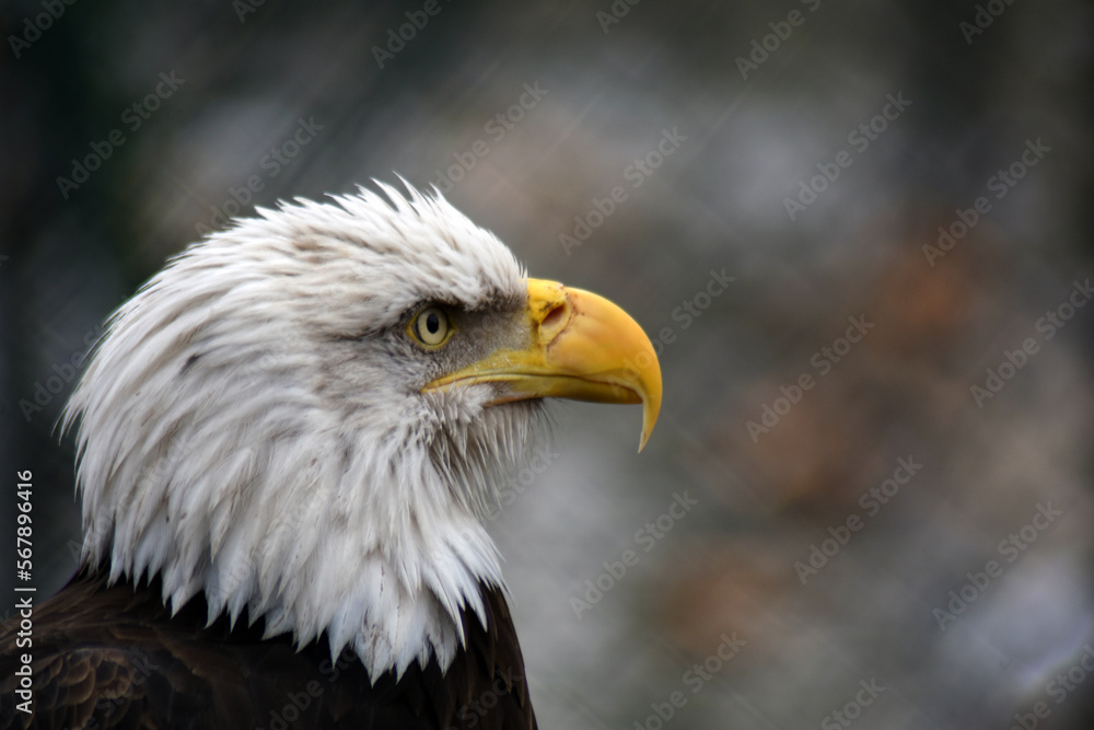 Fototapeta premium American bald eagle