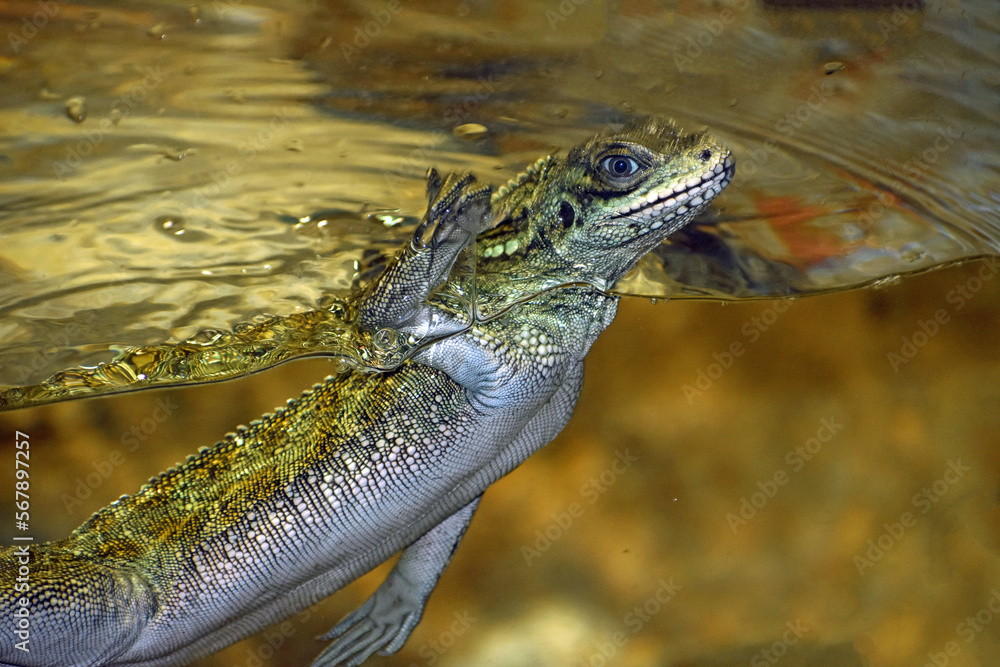 Gippsland water lizard in captivity Gippsland water lizard in captivity