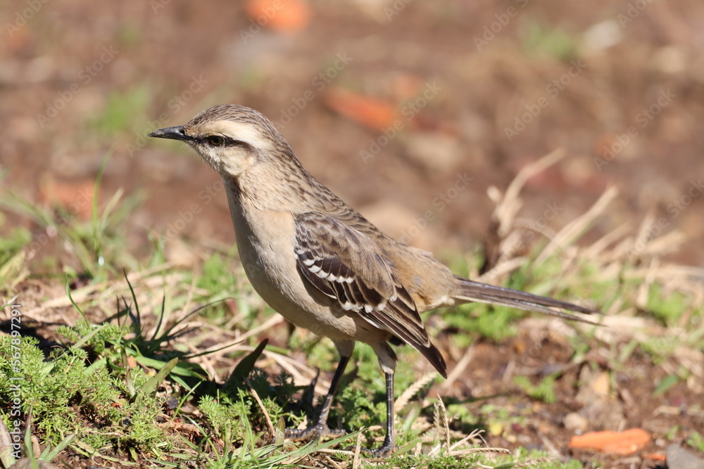 Sabiá-do-campo
Chalk-browed Mockingbird
Mimus saturninus
Sabiá-do-campo
Chalk-browed Mockingbird
Mimus saturninus