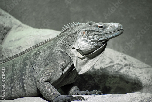 Iguana in Captivity Louisiana 