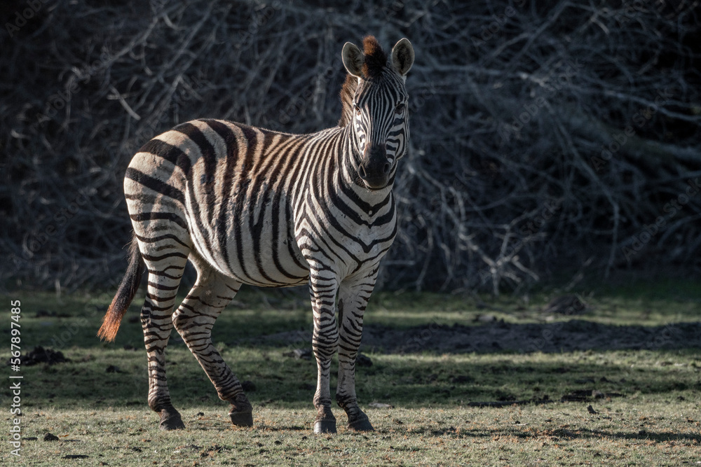 Naklejka premium Zebra photograph Africa wildlife safari with beautiful light and not so bright colours