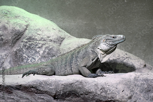 Iguana in Captivity Louisiana 