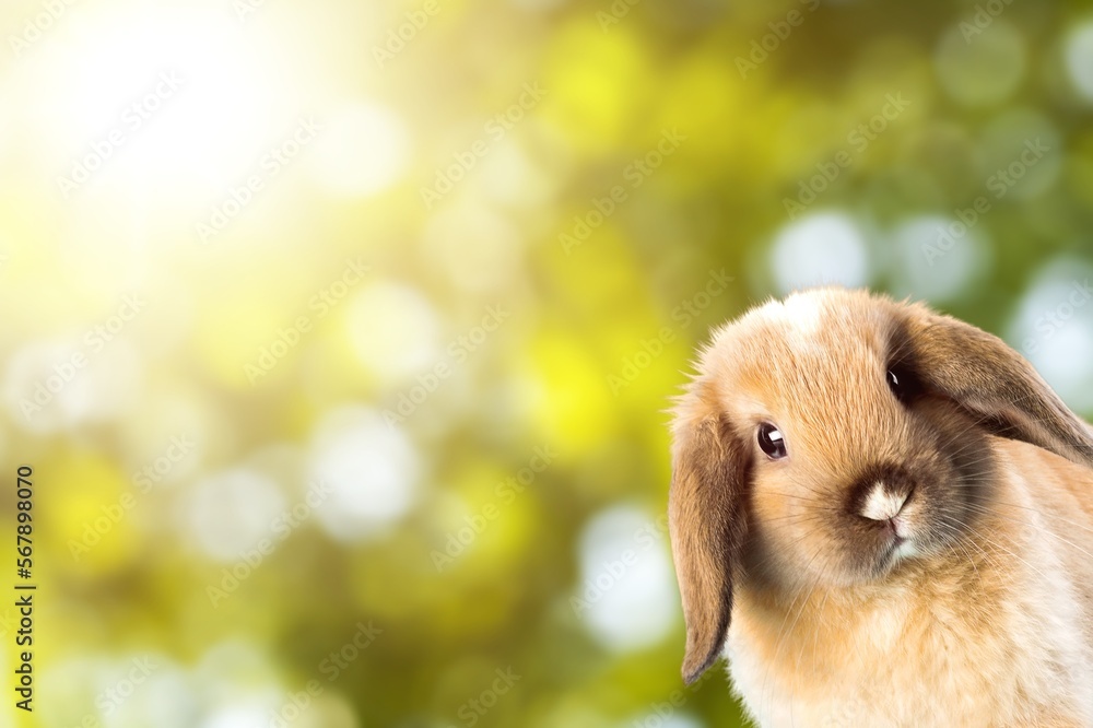 Fototapeta premium Cute small rabbit or bunny on nature background
