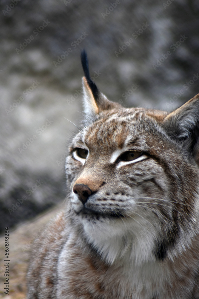 Lynx in the snow