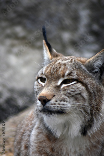 Obraz na płótnie Lynx in the snow w salonie
