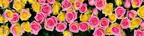 Colorful pink and yellow roses - panoramic extra wide floral image of bright and delicate roses