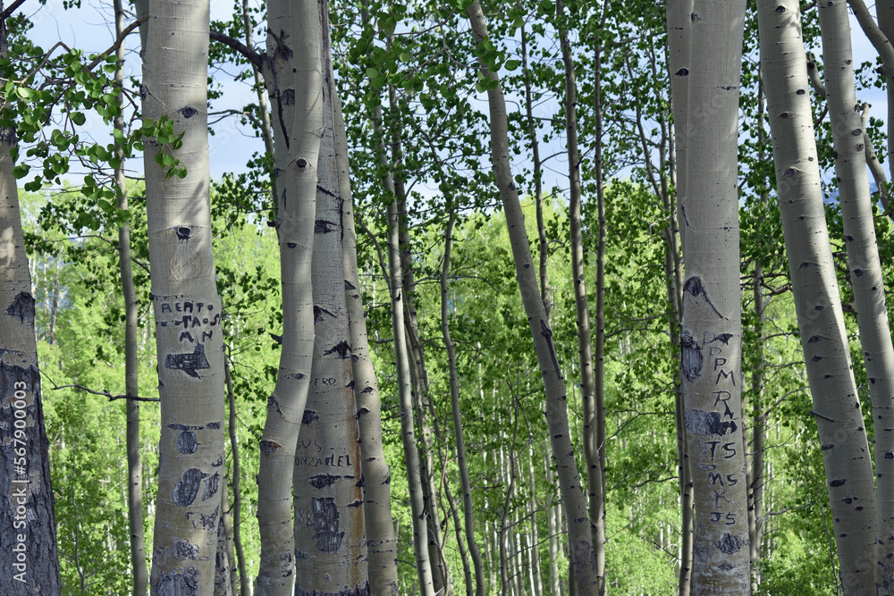 Fototapeta premium Aspen Trees in Colorado Forest