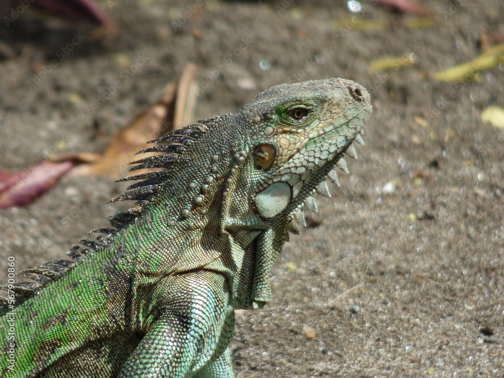 Tête d'Iguane en Martinique Tête d'Iguane en Martinique