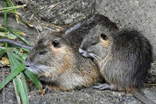 Two Nutria Huddled Together in Captivity