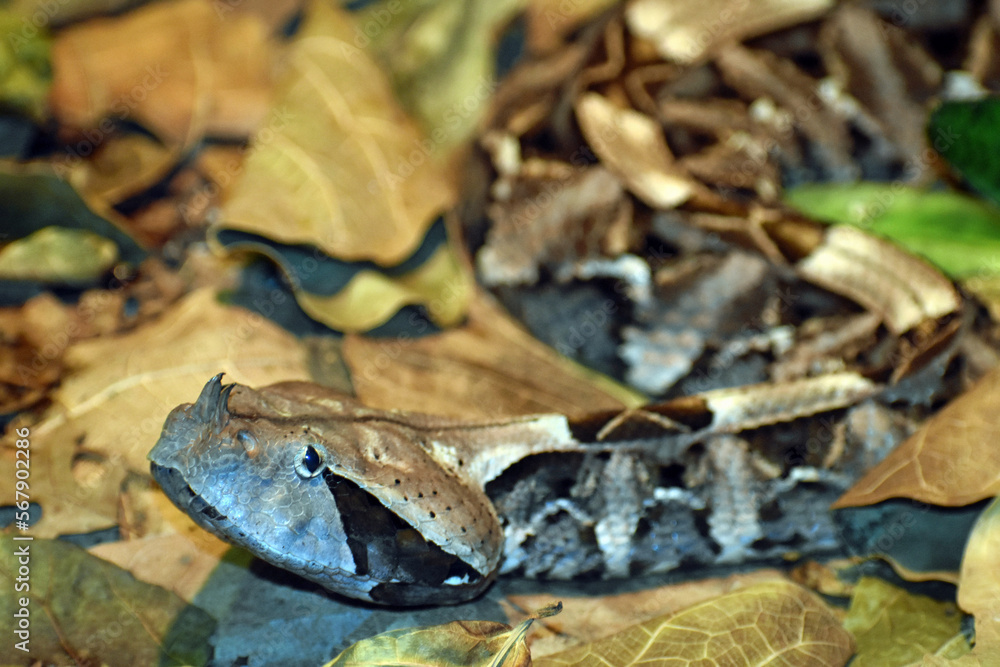 Gaboon Viper Snake At The Zoo Gaboon Viper Snake At The Zoo