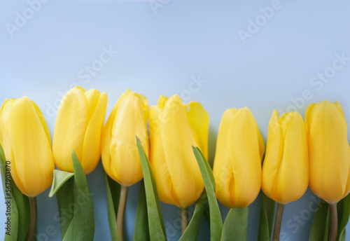 Flowers composition. Yellow tulip flowers on soft blue background. Spring  summer concept