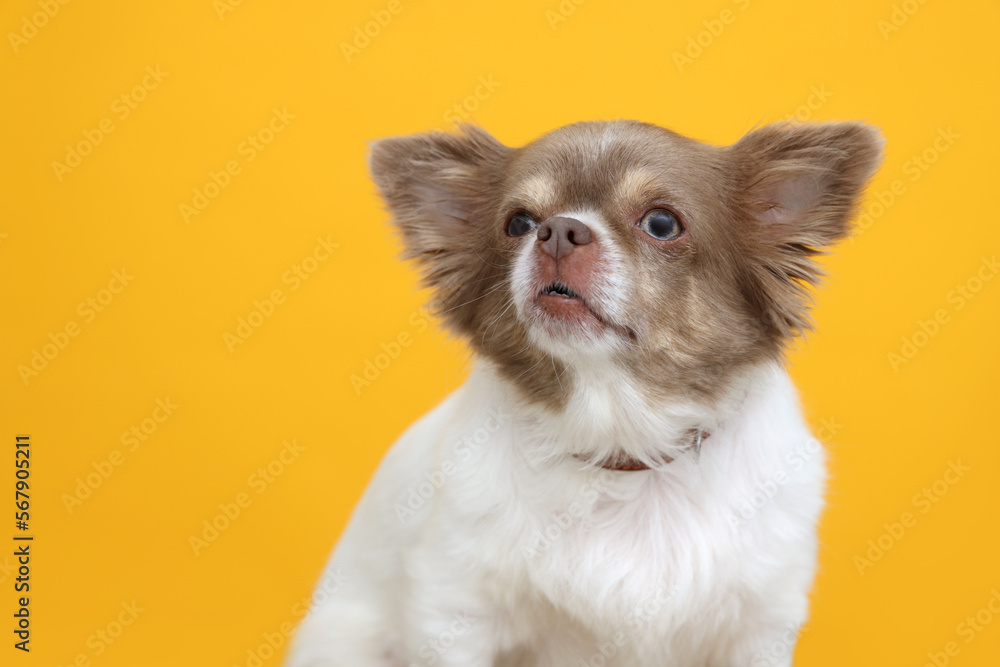 Adorable Chihuahua in dog collar on yellow background