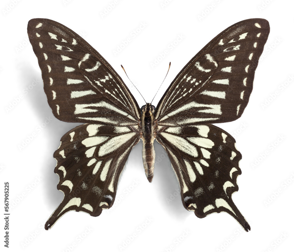 Fototapeta premium Black and White Butterfly