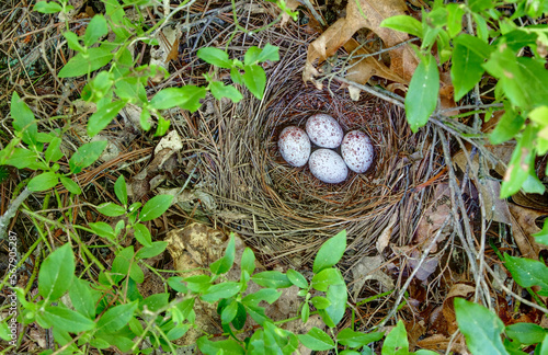 bird nest with eggs
towhee nest from Massachusetts  photo
