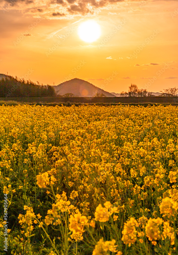 夕暮れにキラキラ光る菜の花