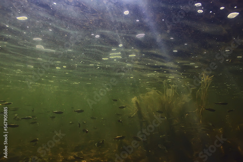 flock of small fish underwater, freshwater bleak fish anchovy seascape © kichigin19