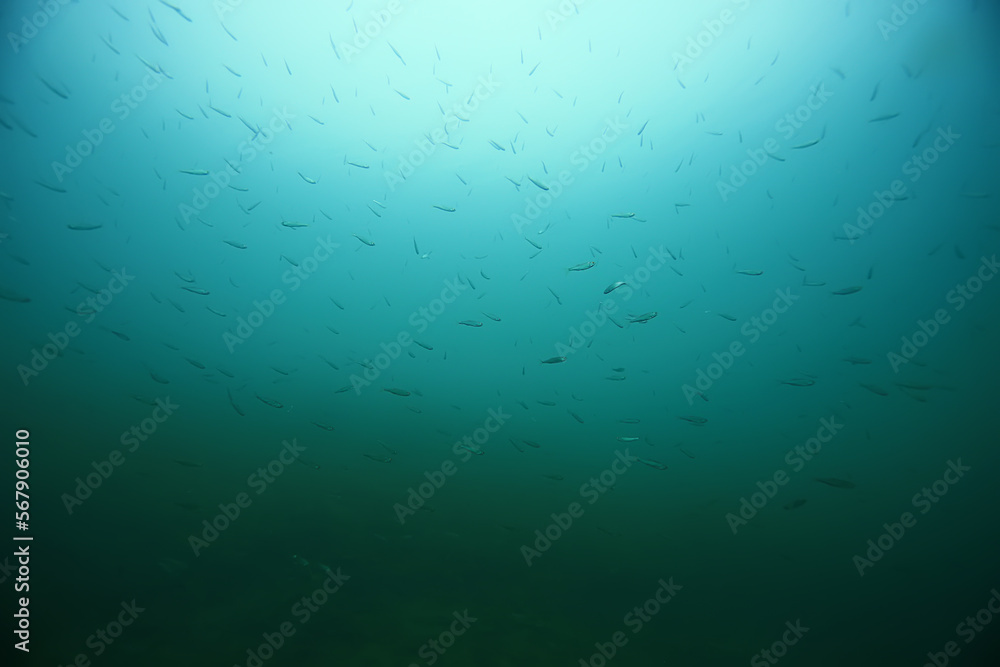 flock of anchovy small fish in cold water underwater background