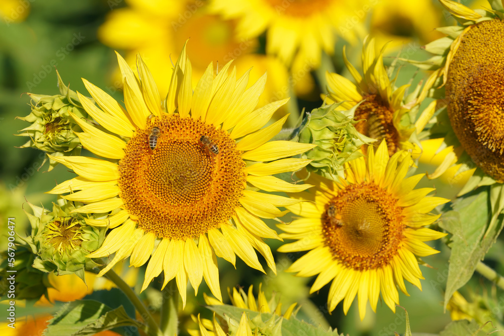 Honey Bees on a Sunflower