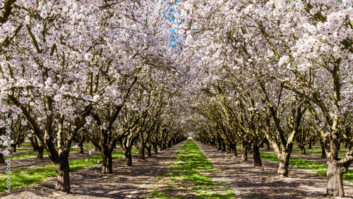 A tunnel of almond blossoms photo
