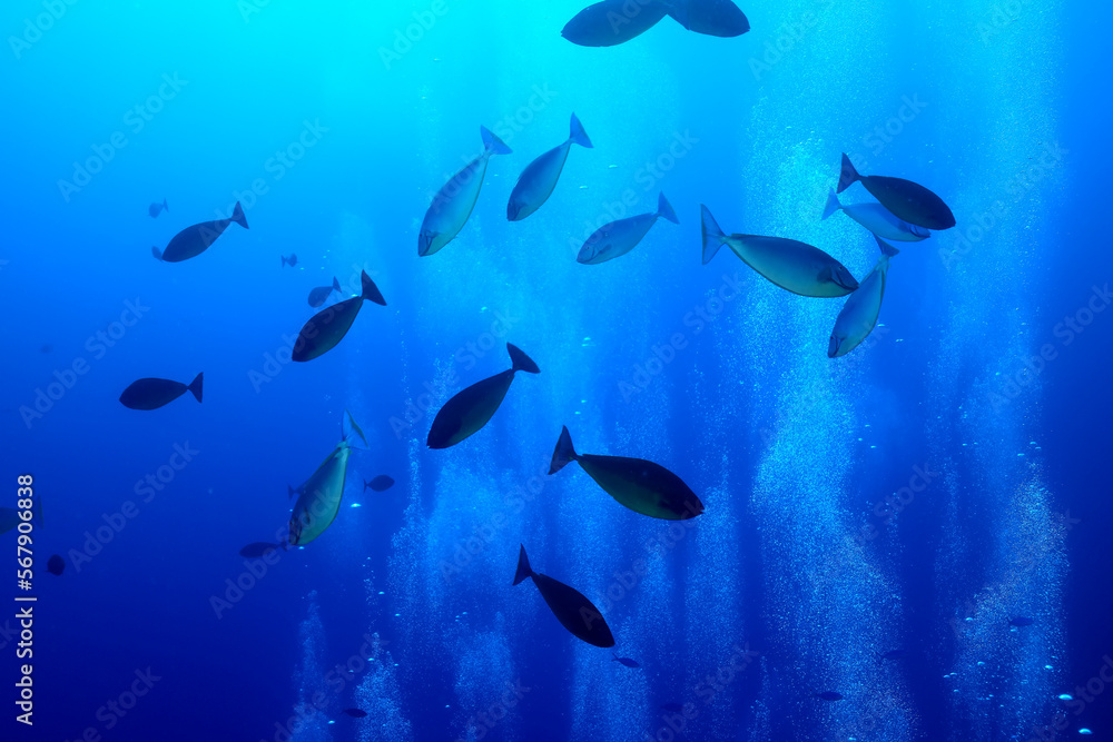 Fototapeta premium flock of fish diving bubbles blue background abstract nature