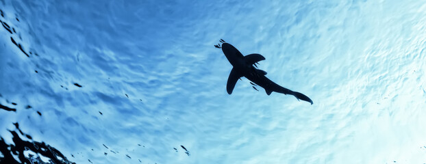 shark view from the depth silhouette, shadow, underwater photo, fear predator phobia
