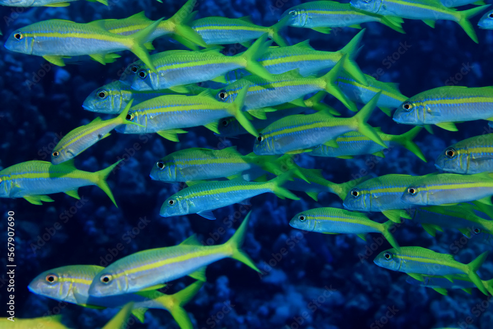 Obraz premium flock of fish goatfish underwater background